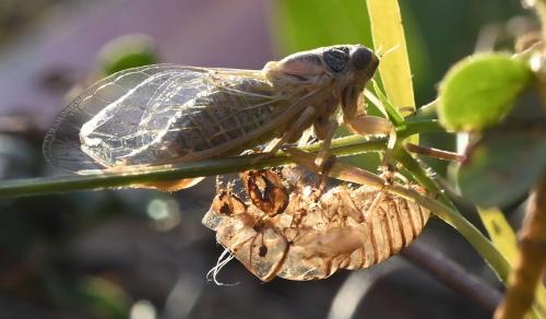 Réf. 344 694 : Tettigettula pygmea